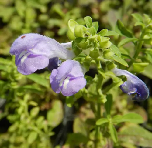 Skullcap, Helmet (Scutellaria integrifolia), Potted plant, Organic - Image 2