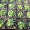 Skullcap, Helmet (Scutellaria integrifolia), Potted plant, Organic
