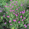 Rock Rose, Tauric (Cistus incanus tauricus) seeds, Organic - Image 9