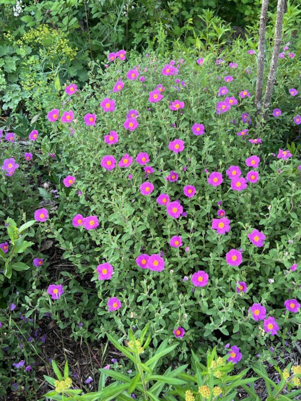 Rock Rose, Tauric (Cistus incanus tauricus), Potted plant, Organic