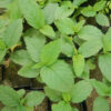 Cordia verbenacea (Erva Baleeira) potted shrub in a 9-inch pot, organic - Image 4