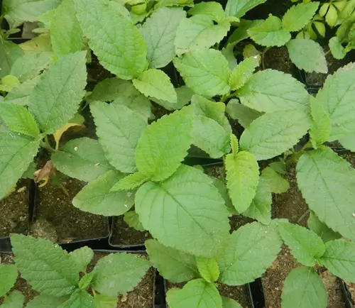Cordia verbenacea (Erva Baleeira) potted shrub in a 9-inch pot, organic - Image 4