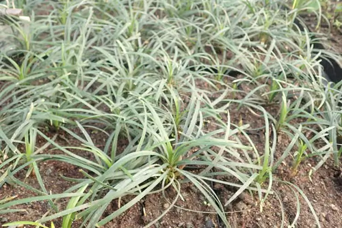 Grass, Mondo (Mai-men-dong, Mondo Grass) (Ophiopogon japonicum) potted plant, organic
