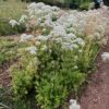 Valerian, Homestash (Valeriana officinalis), packet of 50 seeds, organic