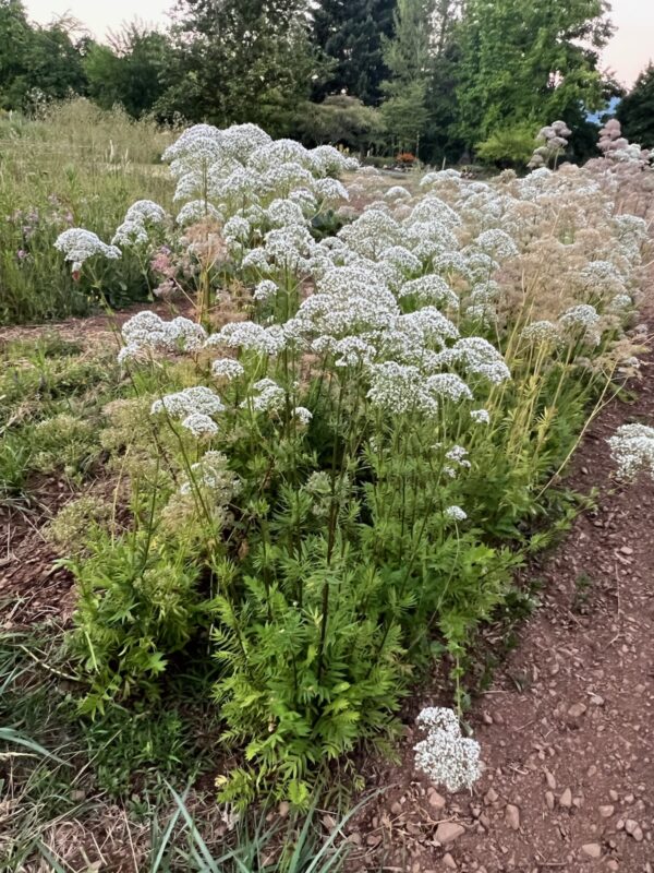 Valerian, Homestash (Valeriana officinalis), packet of 50 seeds, organic