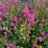 Indigo, Japanese Pink (Ko-sen-bon) (Persicaria tinctoria) seeds, organic