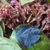 Dye Plants Seed Collection (8 seed packets): Amaranth, Hopi Red Dye; Chamomile, Dyer's; Japanese Indigo, Pink-Flowered; Madder; Marigold, French; Nettles; Our Lady's Bedstraw; Sunflower, Hopi Black Dye, Organic - Image 7
