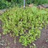 Indigo, Japanese Pink (Ko-sen-bon) (Persicaria tinctoria) seeds, organic - Image 5