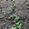 Indigo, Japanese Pink (Ko-sen-bon) (Persicaria tinctoria) seeds, organic - Image 6