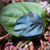 Indigo, Japanese Pink (Ko-sen-bon) (Persicaria tinctoria) seeds, organic - Image 3