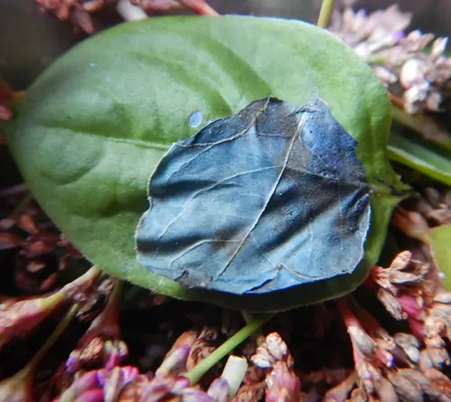 Indigo, Japanese Pink (Ko-sen-bon) (Persicaria tinctoria) seeds, organic - Image 3