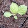 Indigo, Japanese Pink (Ko-sen-bon) (Persicaria tinctoria) seeds, organic - Image 2