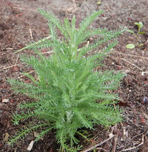 Santolina (Santolina chamaecyparissus tomentosa) plant, organic