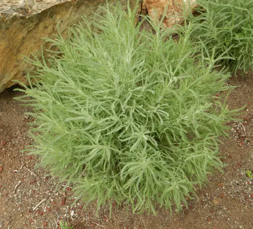 Santolina (Santolina chamaecyparissus tomentosa) plant, organic - Image 2