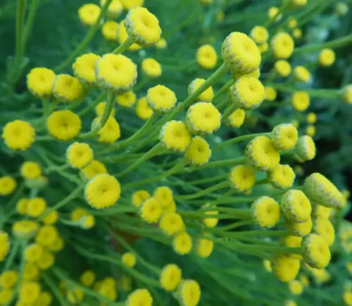 Santolina (Santolina chamaecyparissus tomentosa) plant, organic - Image 3