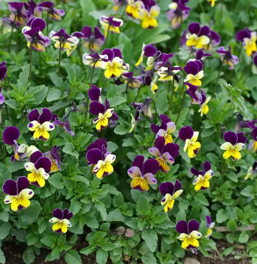 Violet, Heartsease (Viola tricolor) potted plant, organic - Image 2