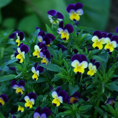 Violet, Heartsease (Viola tricolor) potted plant, organic