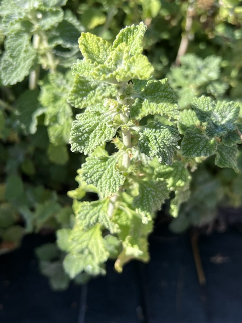 Horehound, White (Marrubium vulgare), potted plant, organic - Image 2