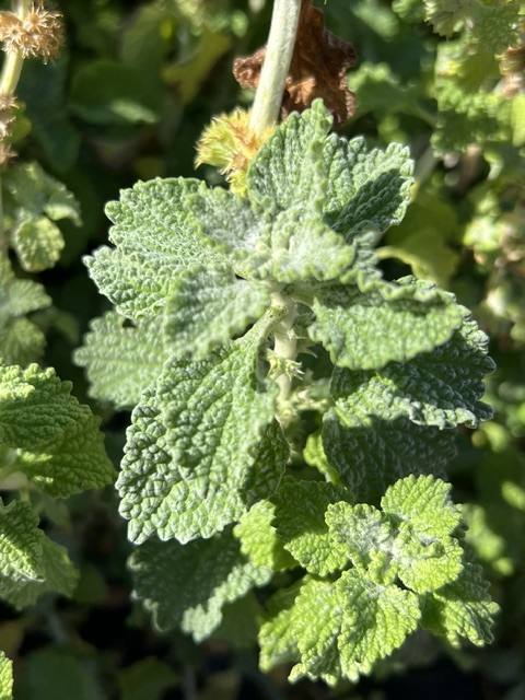 Horehound, White (Marrubium vulgare), potted plant, organic - Image 3