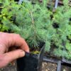 Cedar of Lebanon (Cedrus libani) potted tree in a 9-inch-deep pot, organic - Image 2