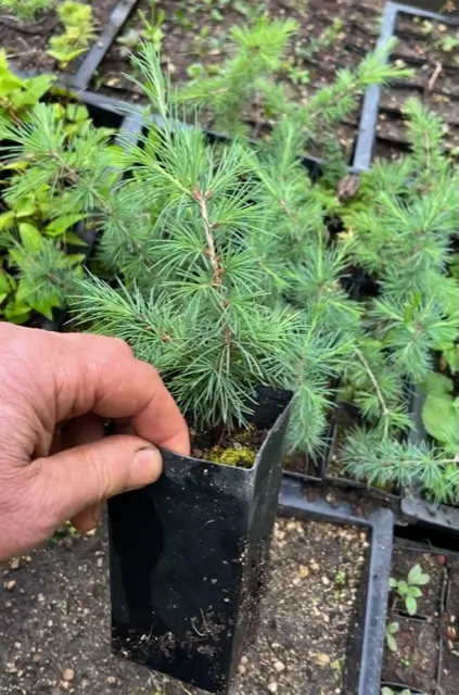 Cedar of Lebanon (Cedrus libani) potted tree in a 9-inch-deep pot, organic - Image 2