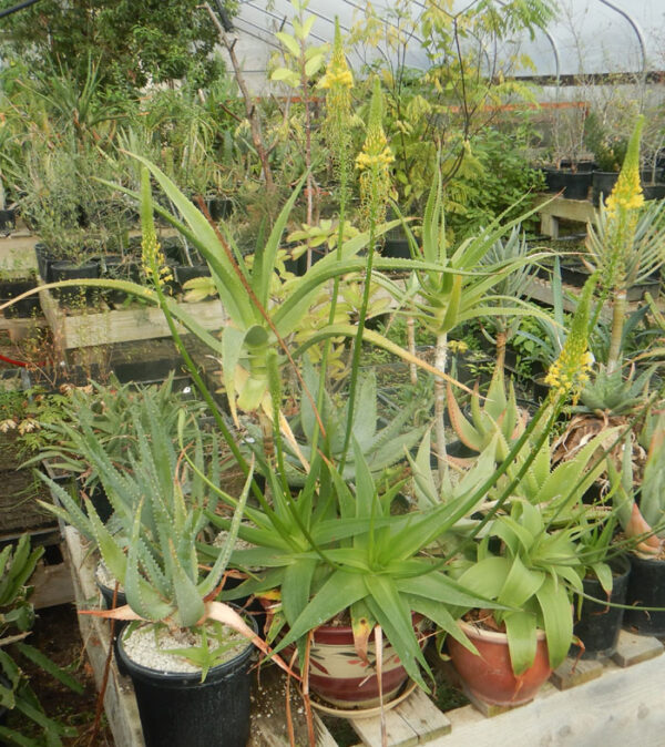 Bulbine, Natal (Bulbine natalensis) plant, organic - Image 5