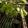 Candle Bush (Senna alata), potted plant, organic