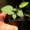 Spikenard, California (Aralia californica), potted plant, organic