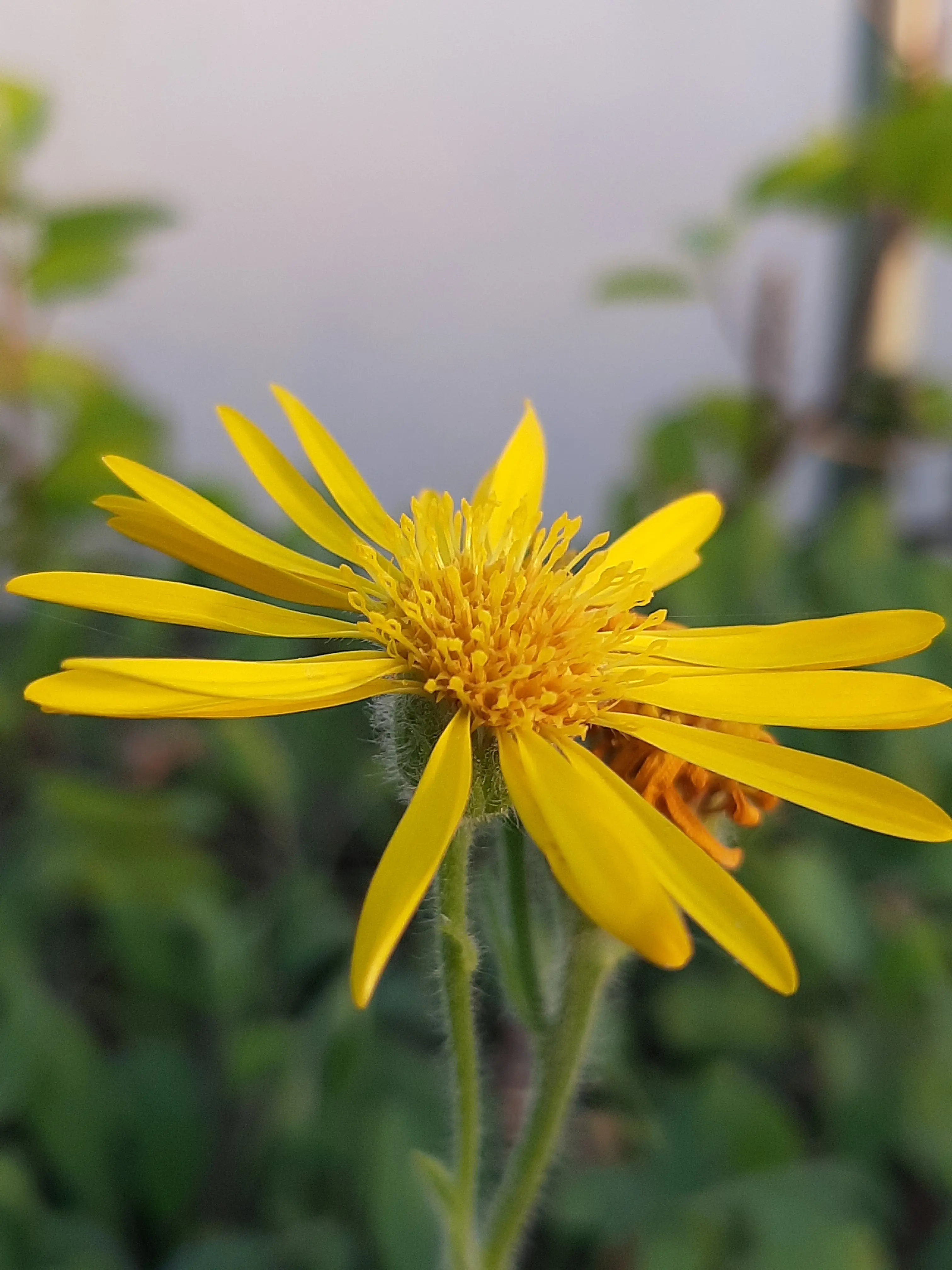 "Arnica," Mexican (Heterotheca inuloides) potted plant, organic
