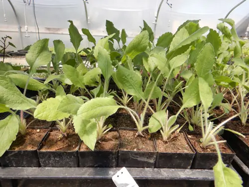 "Arnica," Mexican (Heterotheca inuloides) potted plant, organic - Image 2