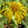 Arnica montana seeds, organic - Image 11
