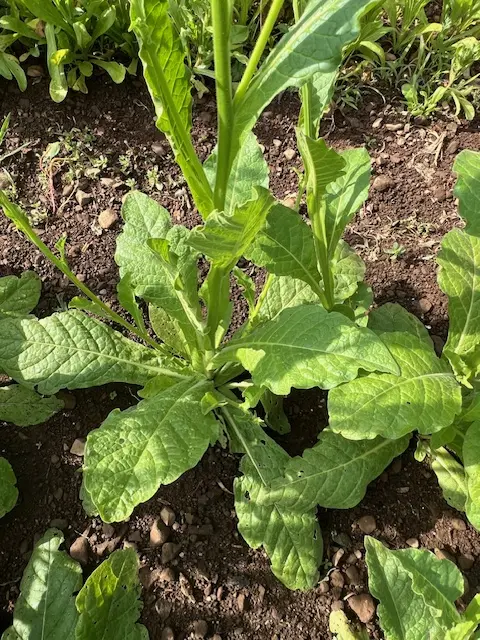 Tobacco, Night Blooming Azteca (Nicotiana alata), potted plant, organic - Image 5