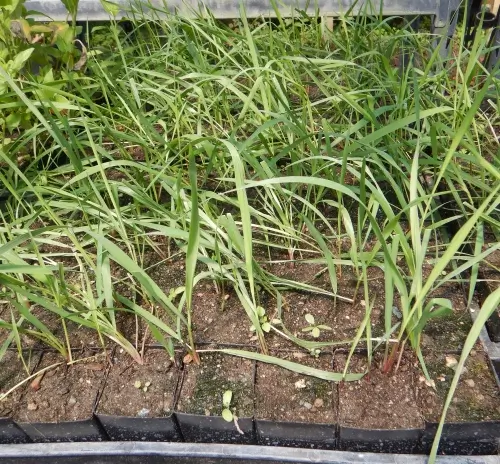 Grass, Sweetgrass (Hierochloe odorata), packet of 20 seeds - Image 2