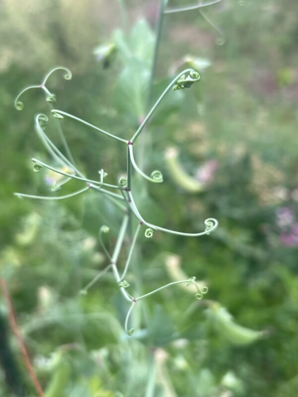Pea, Magnolia Hypertendril Snap (Pisum sativum), packet of 10 seeds, Organic - Image 4