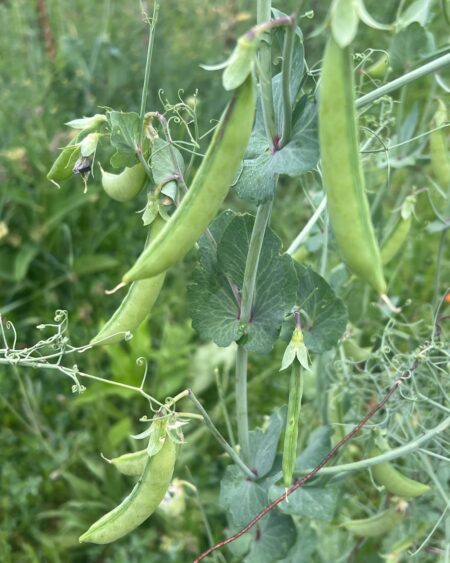 Pea, Magnolia Hypertendril Snap (Pisum sativum), packet of 10 seeds, Organic