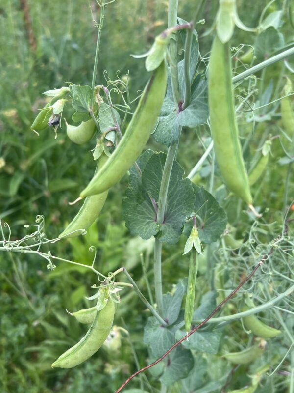 Pea, Magnolia Hypertendril Snap (Pisum sativum), packet of 10 seeds, Organic