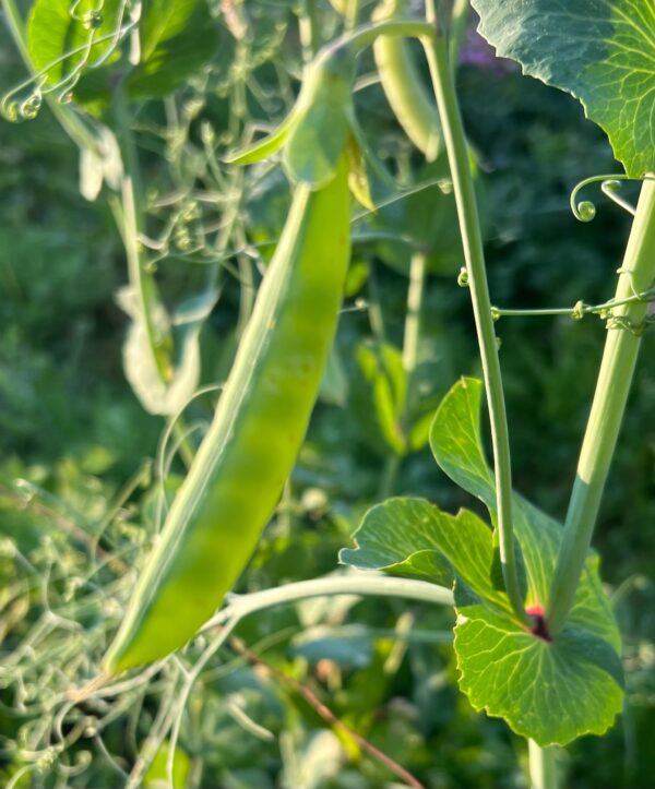 Pea, Magnolia Hypertendril Snap (Pisum sativum), packet of 10 seeds, Organic - Image 2