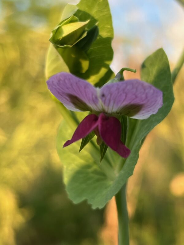 Pea, Magnolia Hypertendril Snap (Pisum sativum), packet of 10 seeds, Organic - Image 3