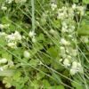 Sculpit (Silene inflata) potted plant, organic - Image 3