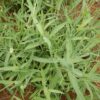 Sculpit (Silene inflata) potted plant, organic - Image 2