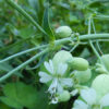Sculpit (Silene inflata) potted plant, organic