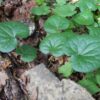 Ginger, Wild (Asarum caudatum) potted plant, organic