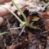 Ginger, Wild (Asarum caudatum) potted plant, organic - Image 2