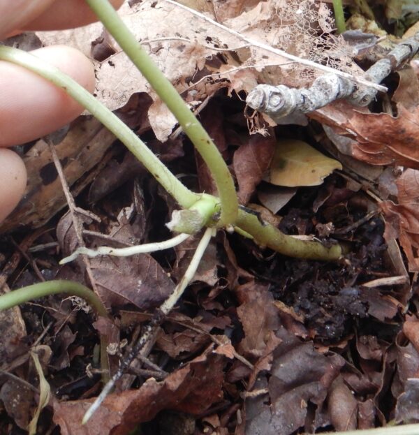 Ginger, Wild (Asarum caudatum) potted plant, organic - Image 2