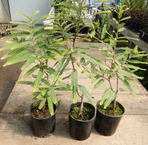 Amla Tree Emblica Officinalis Gallon Size Organic Strictly Medicinal Seeds