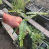 Amla Tree (Emblica officinalis) Tree in a 9-inch pot, Organic