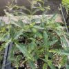Amla Tree (Emblica officinalis) Tree in a 9-inch pot, Organic - Image 2