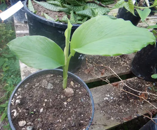 Turmeric (Curcuma longa) plant in a 9-inch pot, organic
