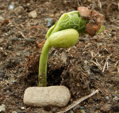 Bean, Dragon Langerie Bush (Phaseolus vulgaris), packet of 20 seeds, Organic - Image 2