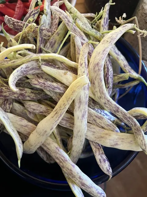 Bean, Dragon Langerie Bush (Phaseolus vulgaris), packet of 20 seeds, Organic - Image 5
